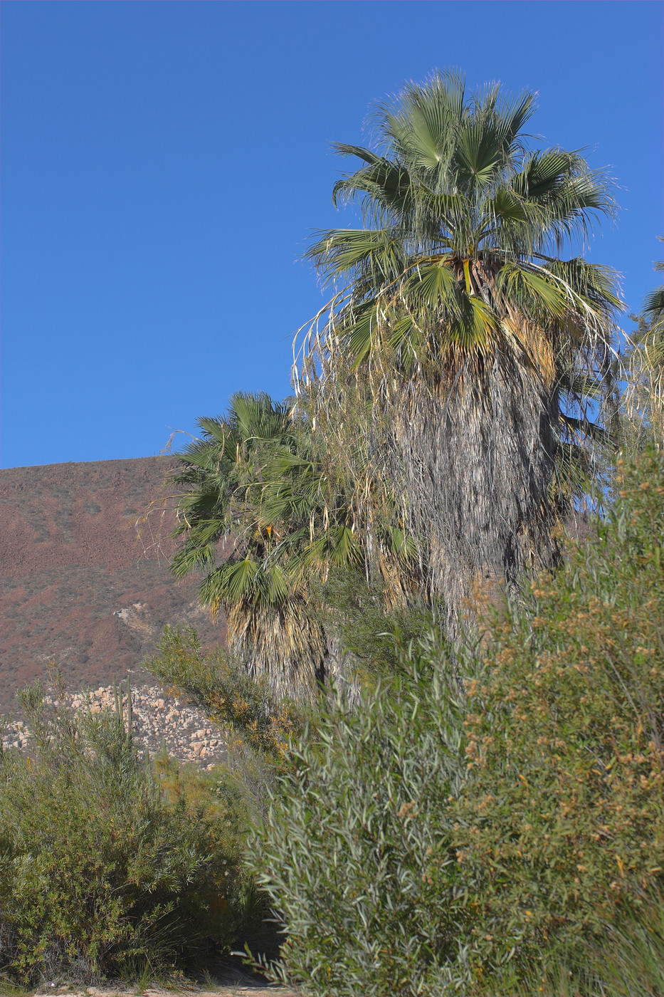MG 7616-01 (C) fotki.com palm desert