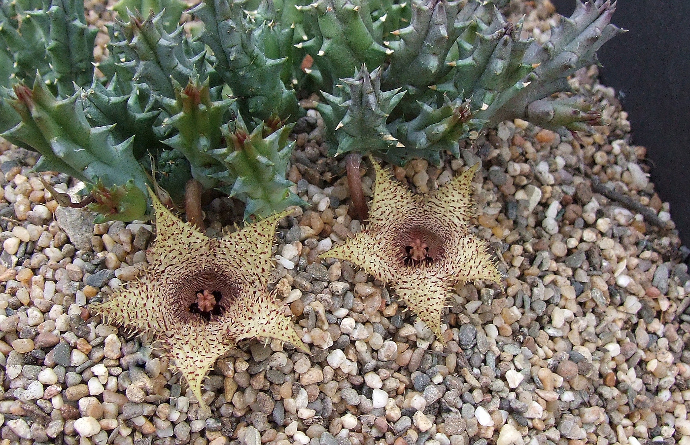 Huernia hystrix ssp. parvula