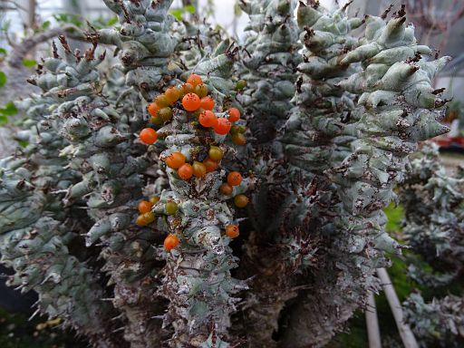 Euphorbia horrida Alba fa. monstruosa + Visum minimum