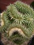 Euphorbia suzannae fa. variegate, crest