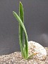 Aloe bulbicaulis Sumbawanga
