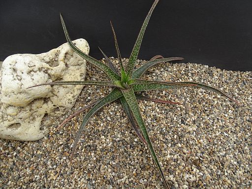 Aloe bellatula Hans 2.JPG