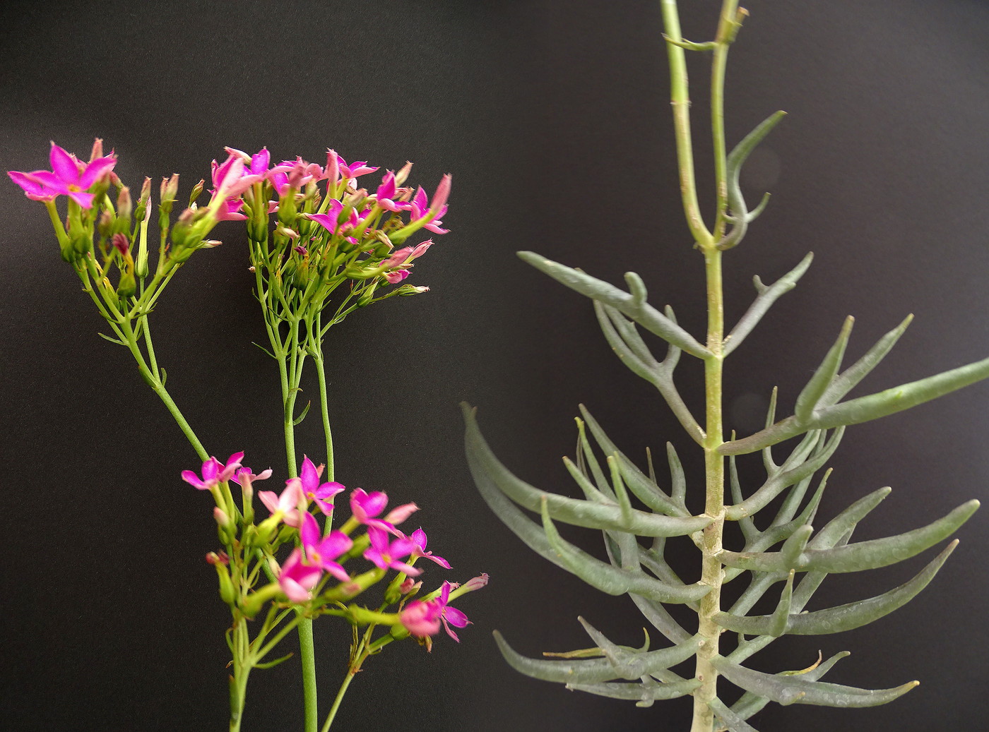 kalanchoe laciniata