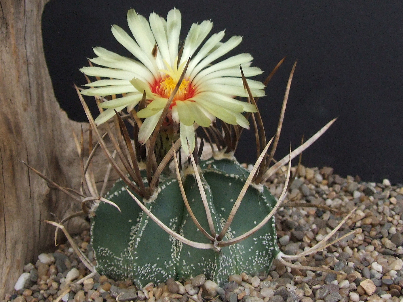 Astrophytum crassispinum