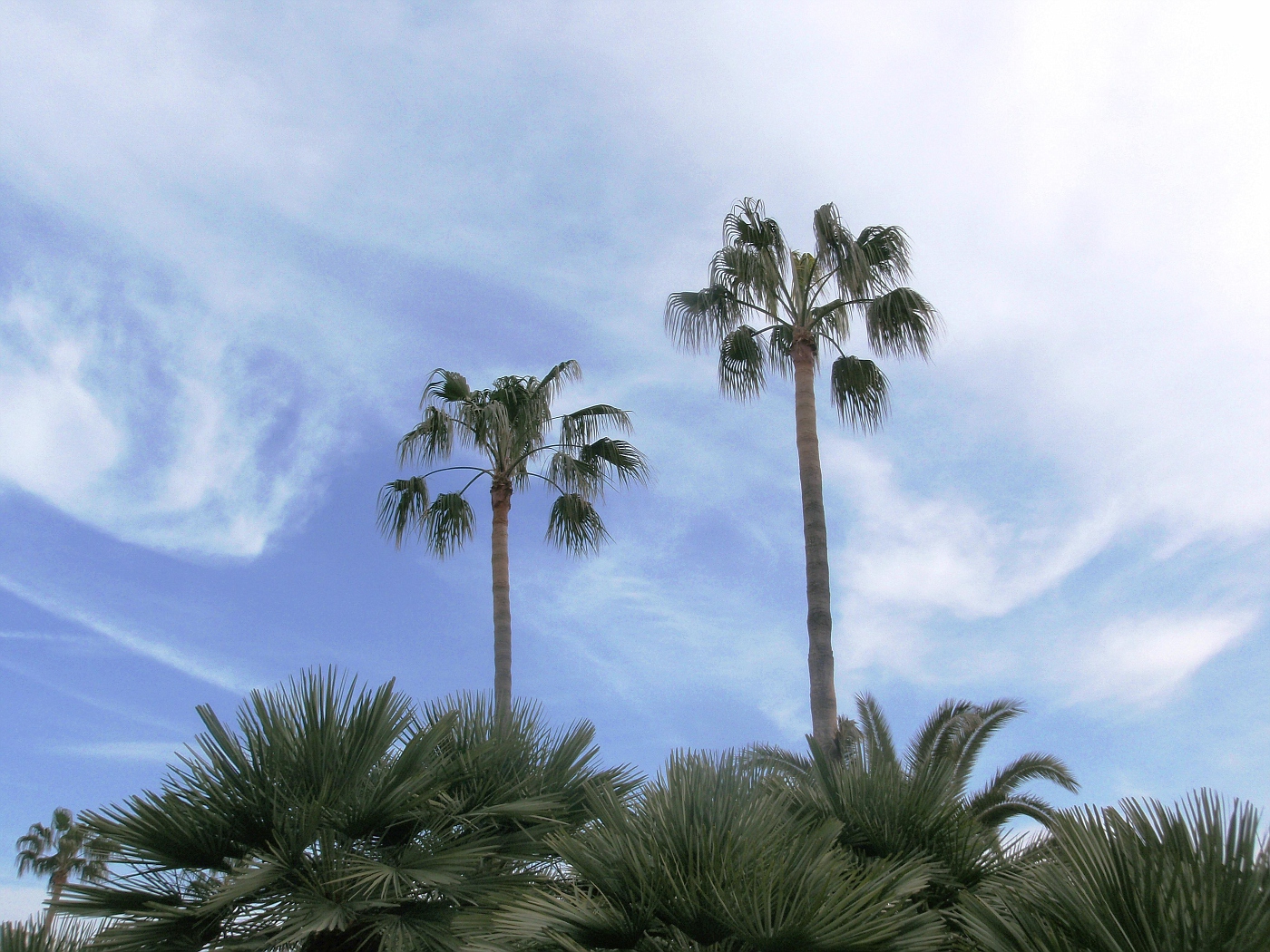 Alcudia Garden