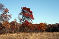 Pennsylvania Colorful Trees