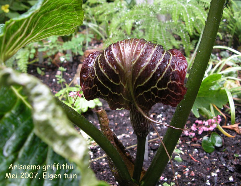 Arisaema Griffithii