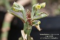 Euphorbia rhizophora