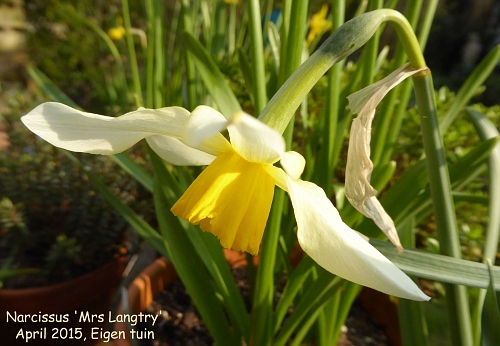 Narcissus 'Mrs Langtry'