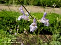 Salvia blancoana