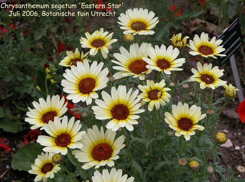Chrysanthemum segetum 'Eastern Star'