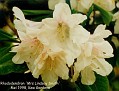 Rhododendron 'Mrs Lindsay Smith'
