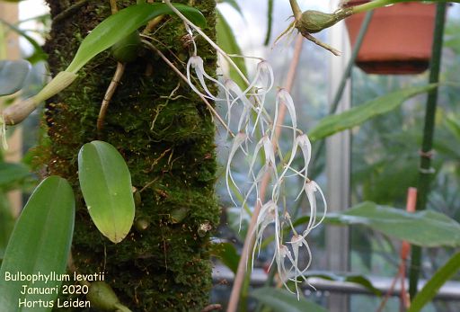 Bulbophyllum levatii