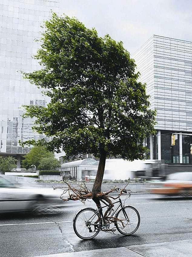 Biking tree :-)