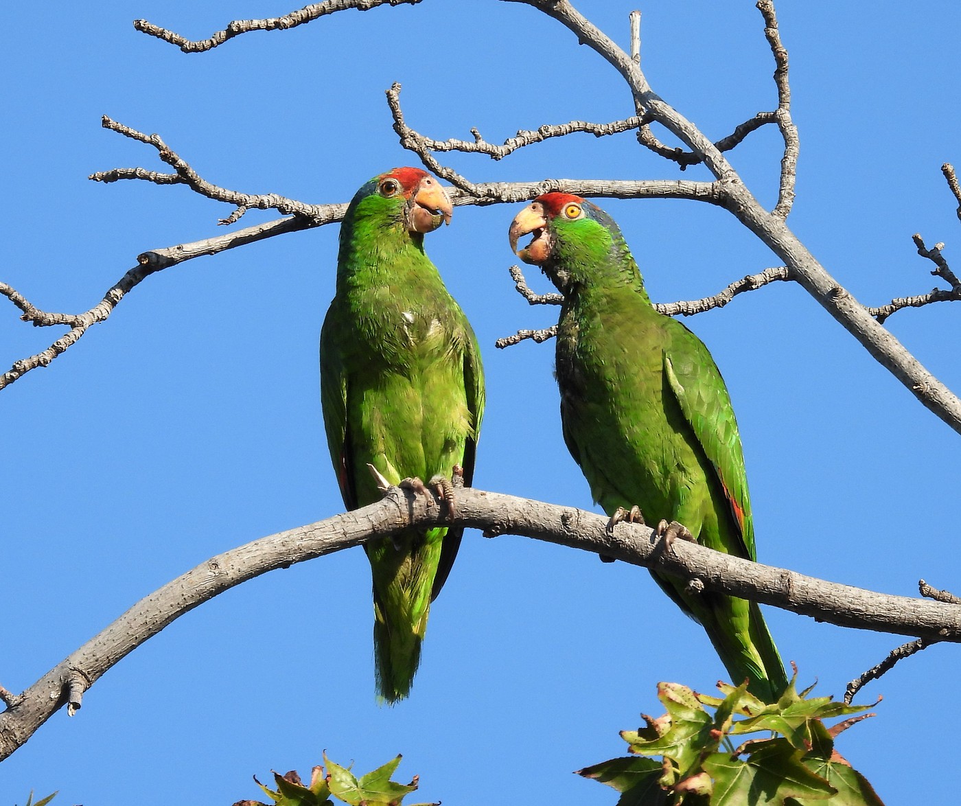 alpilean amazon