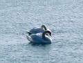 I never saw swans on our lake before –