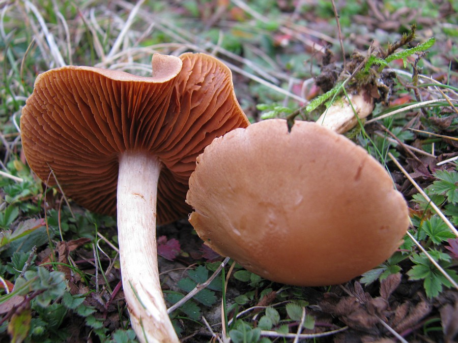 kerassentials fungus