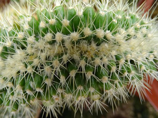 Echinocactus grussonii fa cristata