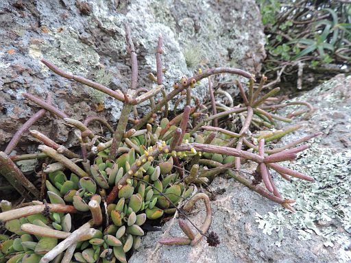 185 Rhipsalis baccifera (Cactaceae) and Crassula swaziensis on Mount Ponduine, Namaacha in S. Mozambique
