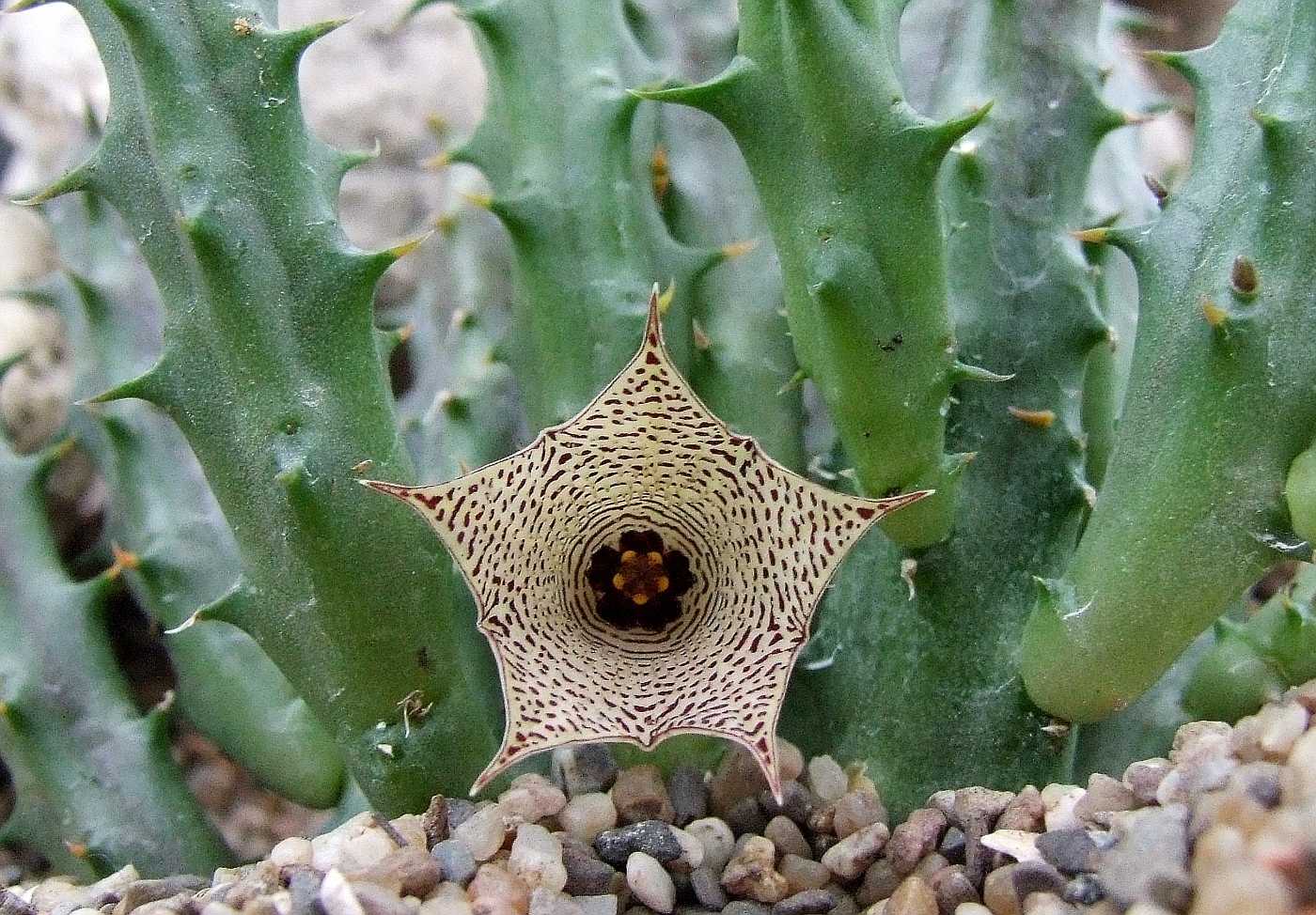 Huernia boleana Ethiopia