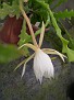 Criptocereus anthonianus CG301