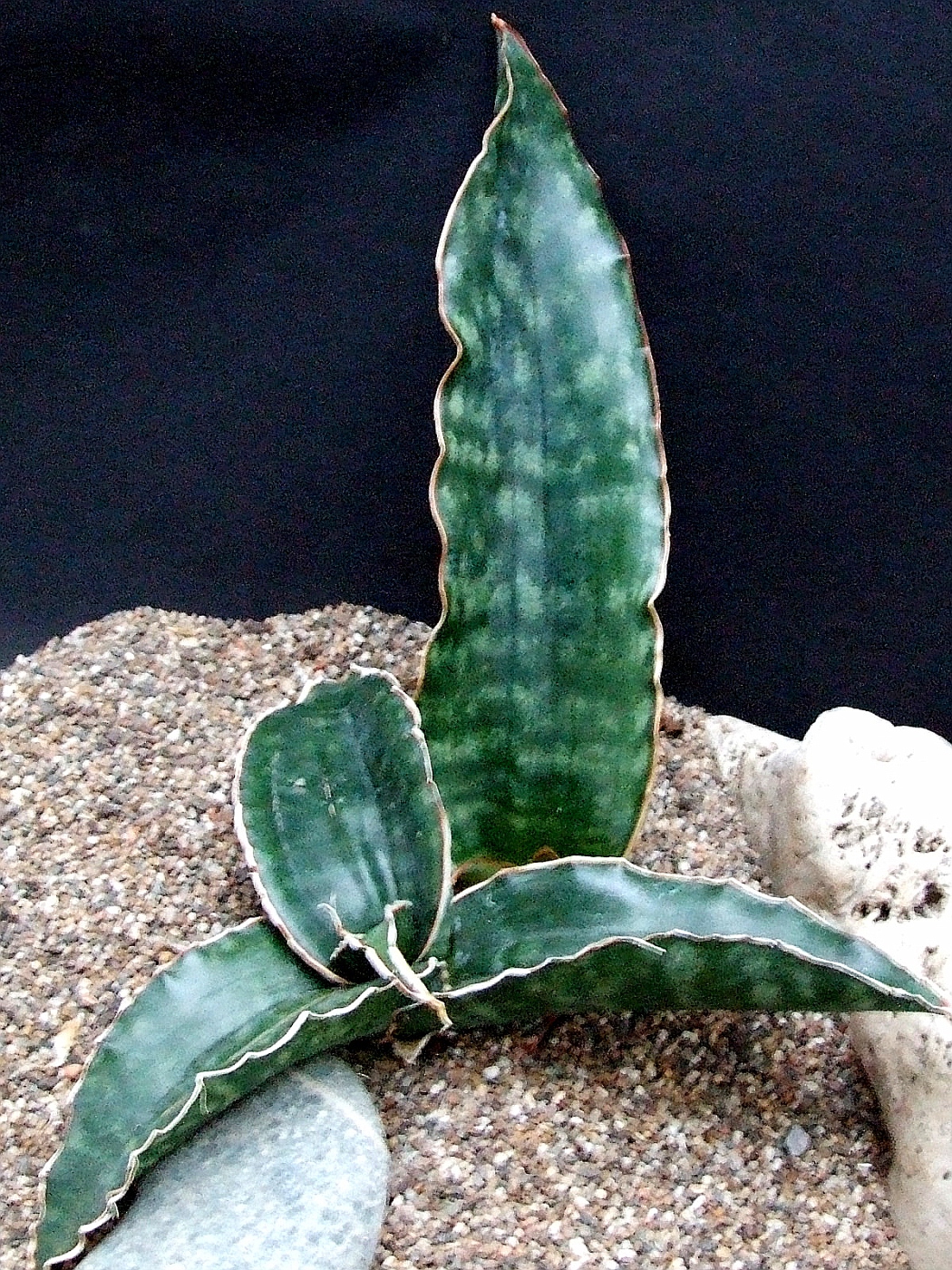 Sansevieria sp. Mafinga Tanzania Dragon King サンスベリア sp