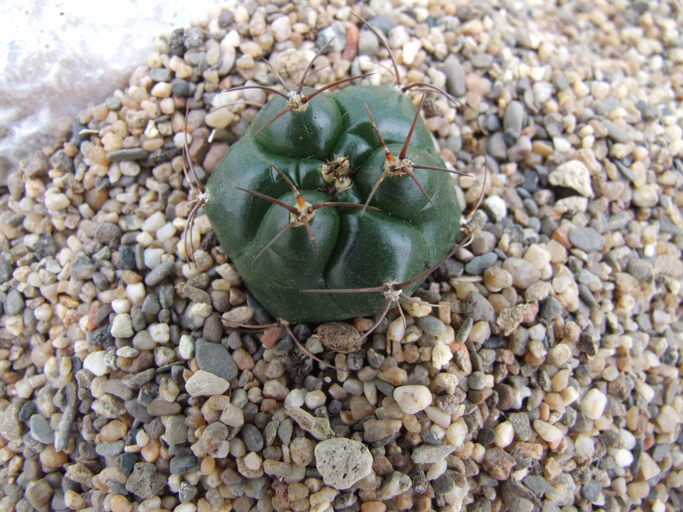 Matucana oreodoxa ssp. roseiflora