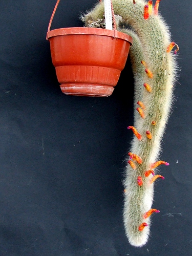 Cleistocactus vulpis-cauda