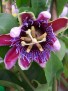 Passiflora `Marijke`