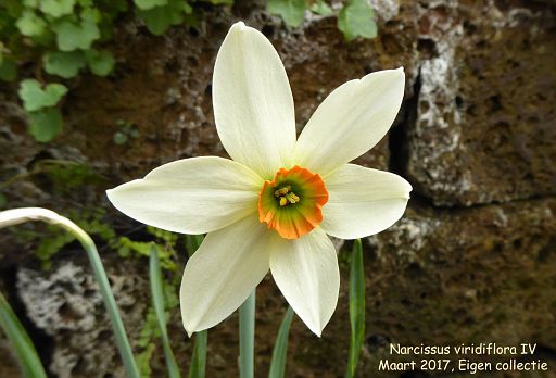 Narcissus viridiflorus IV