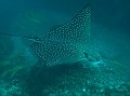 Beautiful Spotted Eagle Ray