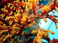 Spider Crab in coral