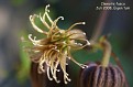 Clematis fusca (seed)