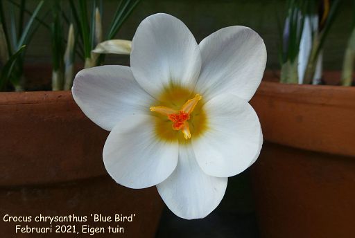 Crocus chrysanthus 'Blue Bird'