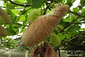 Aristolochia brasiliensis
