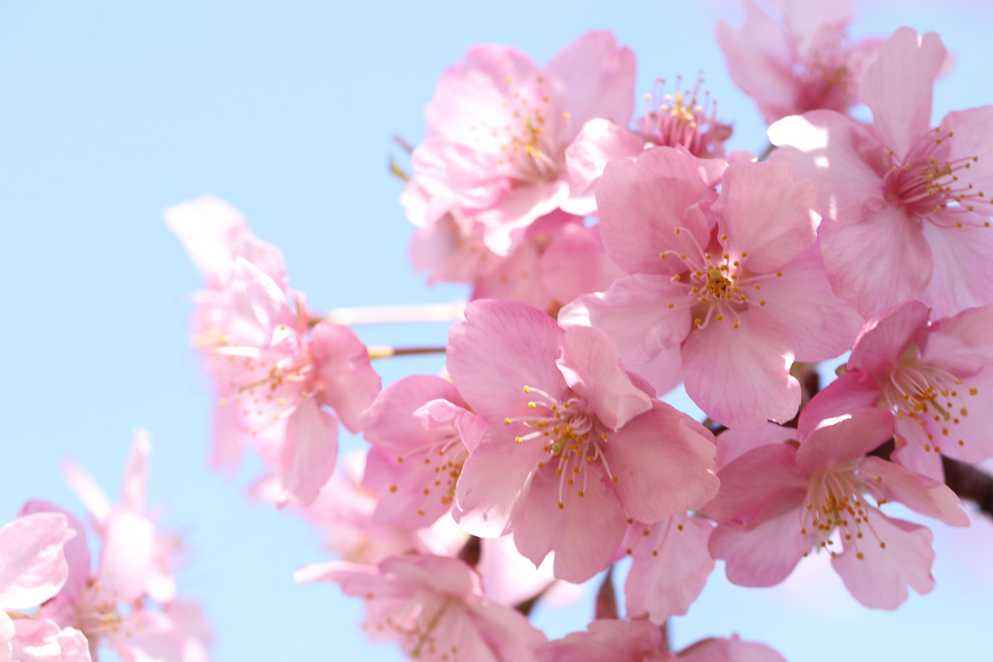 Photo: 220303 Sakura in Miura-Kaigan #246 | 2022.03.03 Kawazu-Sakura ...