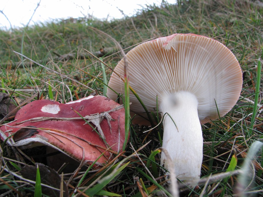 kerassentials fungus