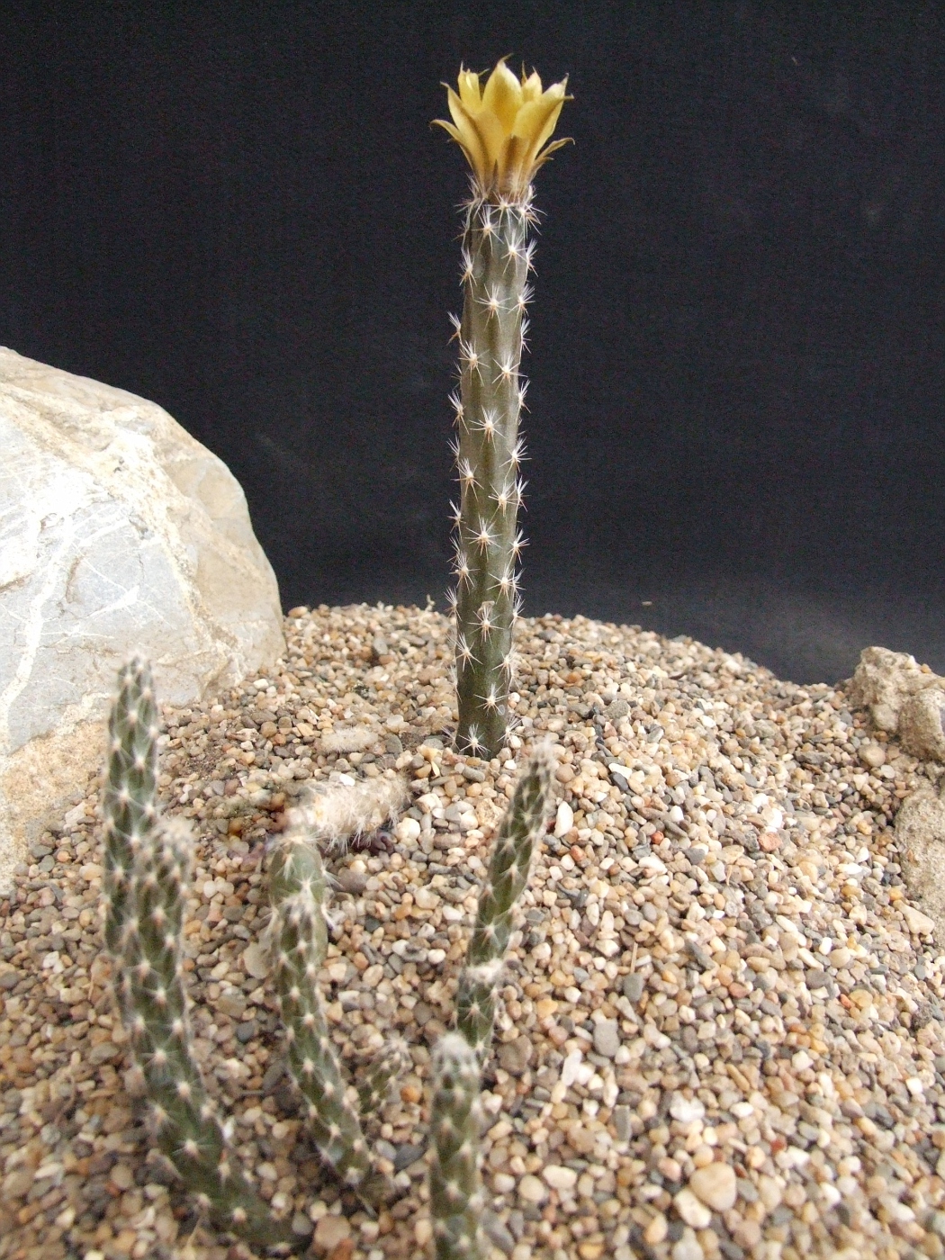 Tephrocactus glomeratus