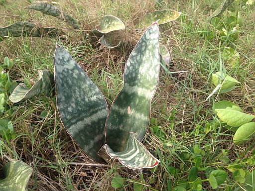 Mozambique album | Cok Grootscholten Succulent World ..