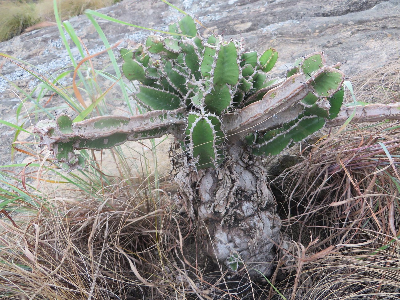 122 Euphorbia graniticola zembe mountain in Manica province center of Mozambique