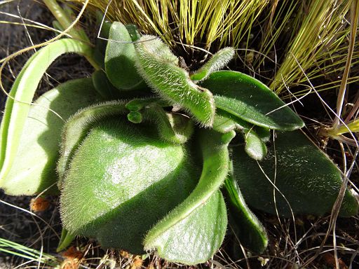 156 kalanchoe sp. from Ribaue mountain