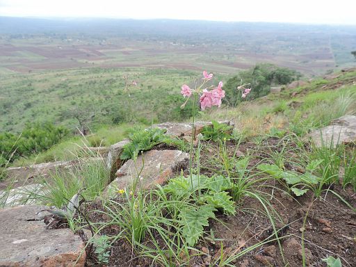 182 Pelargonium luridum in its wild habitat on Mount Ponduine in Southern Mozambique