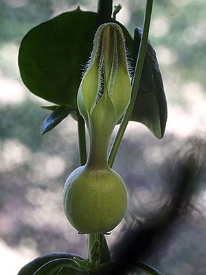 Ceropegia sootepensis