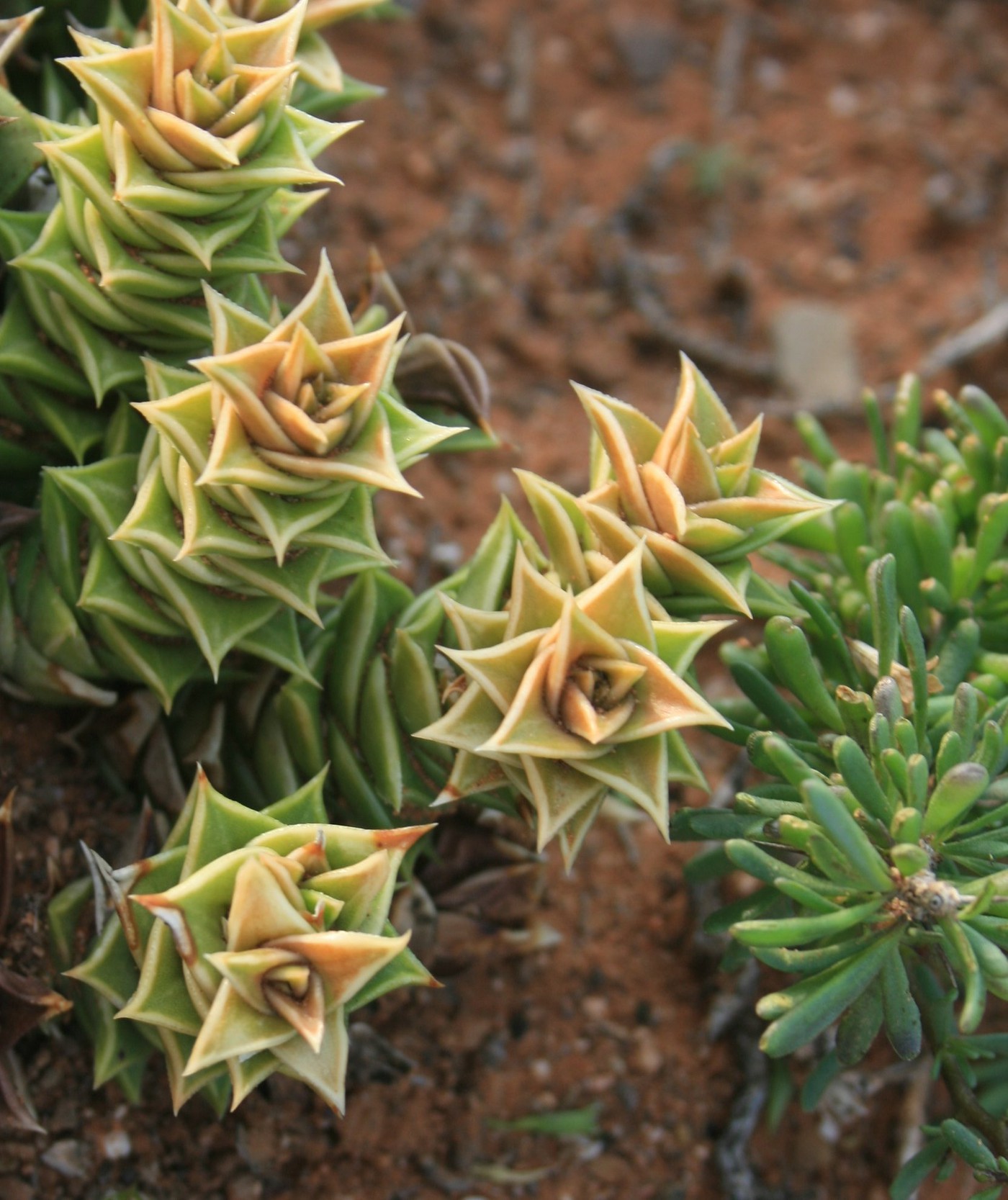 Photo Astroloba robusta St. All de Astroloba plants album Cok