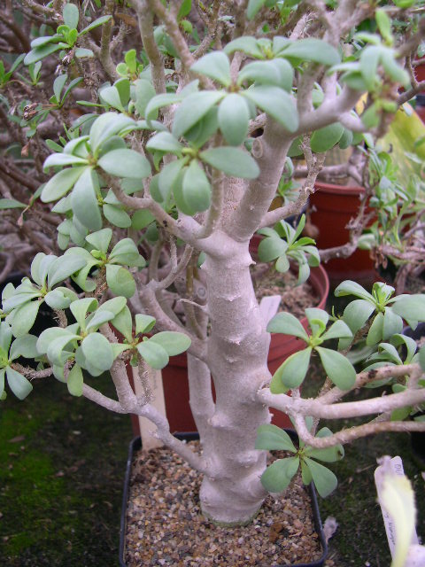 Othonna arbuscula