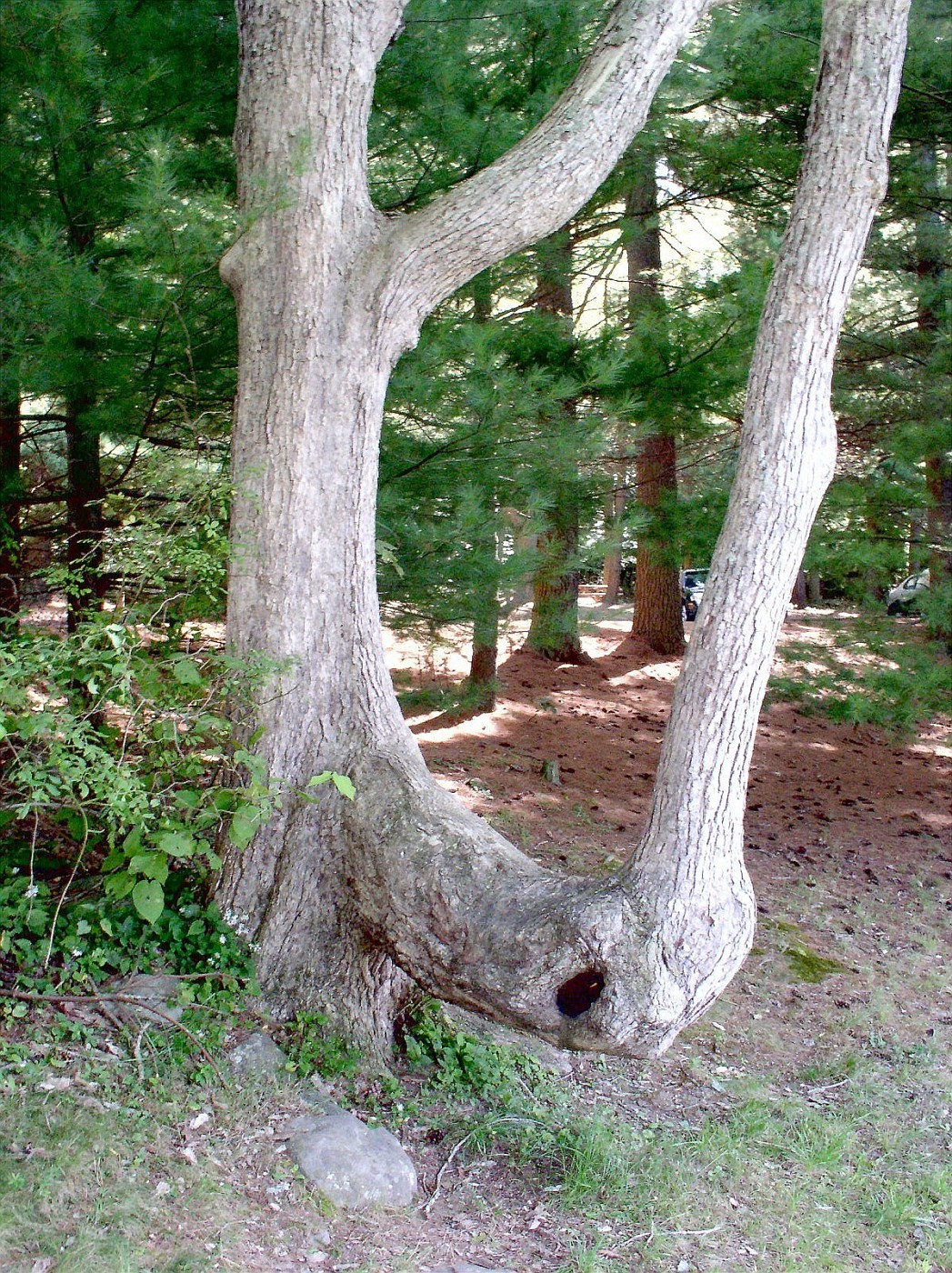 CHATFIELD HOLLOW KILLINGWORTH, CT album Jerry Dougherty's