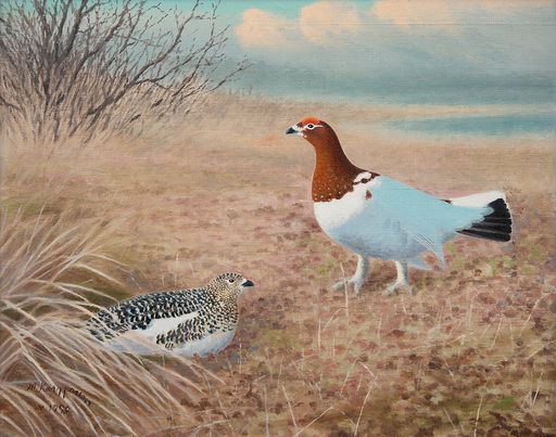 Willow Grouse (1950)