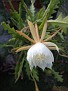Epiphyllum anguliger CG 301