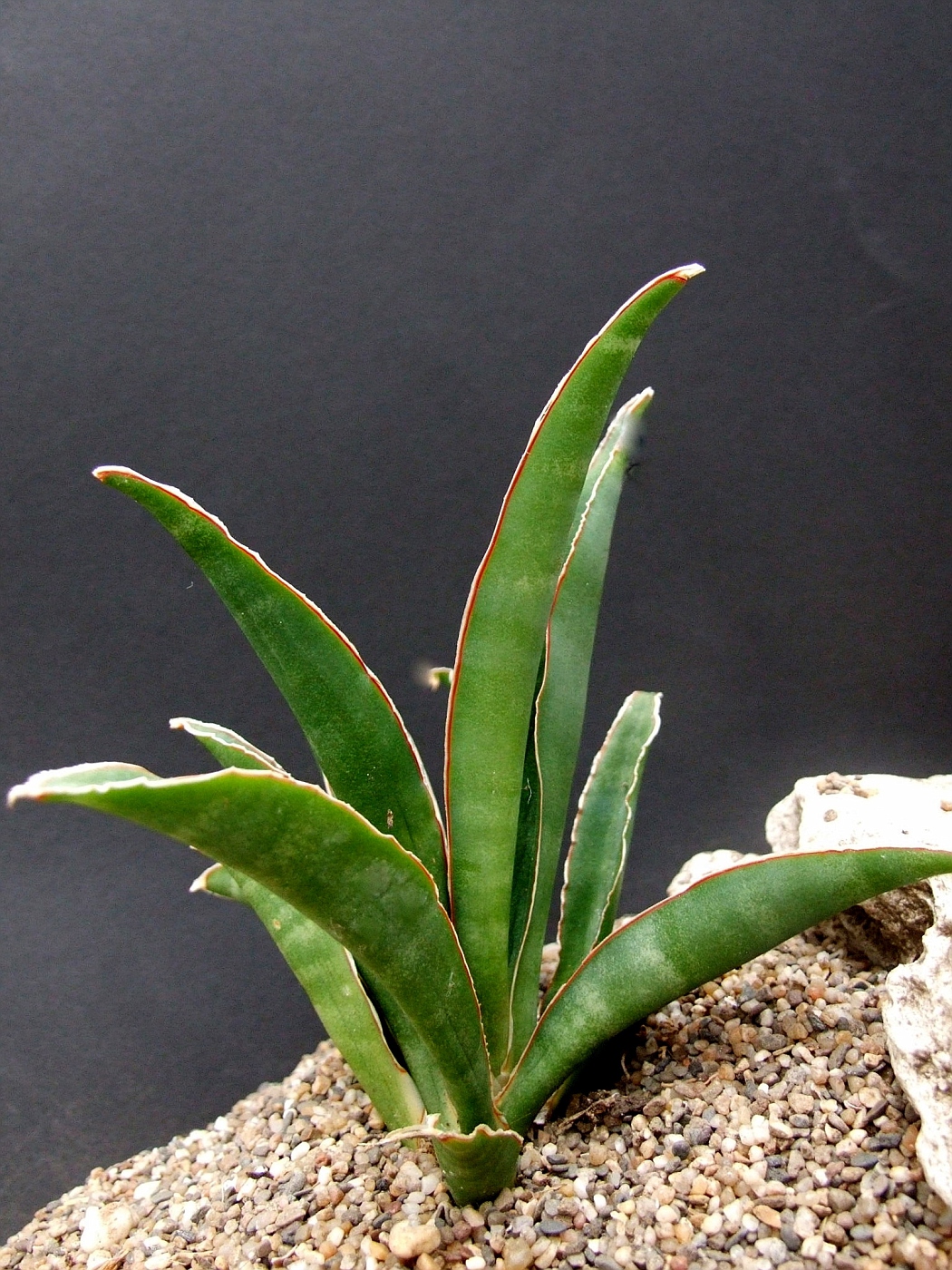 Photo Sansevieria Librica Cg2771 Sansevieria Album Cok 