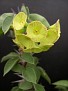 Euphorbia croizattii